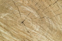 Die Stirnfläche eines Baums mit Sprüngen und Jahresringen, Beschaffenheit des Holzes eines Gesichtsteils lizenzfreie stockbilder Die Stirnfläche eines Baums mit Sprüngen und Jahresringen, Beschaffenheit des Holzes eines Gesichtsteils lizenzfreie stockbilder