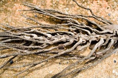 Die trockene Niederlassung der Ölpalme ist dem Skelett eines f ähnlich stockfotos Die trockene Niederlassung der Ölpalme ist dem Skelett eines f ähnlich stockfotos