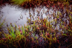 die Tundra der Yamal-Tundra wird in verschiedene Farben unterschieden lizenzfreie stockbilder die Tundra der Yamal-Tundra wird in verschiedene Farben unterschieden lizenzfreie stockbilder