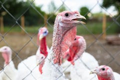 Die Türkei auf einem Bauernhof, züchtende Truthähne lizenzfreies stockfoto Die Türkei auf einem Bauernhof, züchtende Truthähne lizenzfreies stockfoto