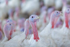 Die Türkei auf einem Bauernhof, züchtende Truthähne Die Türkei auf dem Whit stockfotos Die Türkei auf einem Bauernhof, züchtende Truthähne Die Türkei auf dem Whit stockfotos