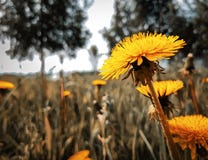 Diente de león amarillo brillante hermoso, en fondo borroso de la hierba verde y de los árboles foto de archivo libre de regalías Diente de león amarillo brillante hermoso, en fondo borroso de la hierba verde y de los árboles foto de archivo libre de regalías