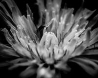 Diente de león en blanco y negro imagenes de archivo Diente de león en blanco y negro imagenes de archivo