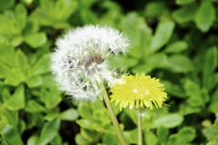 Diente de león floreciente mullido blanco y diente de león amarillo en un fondo de la hierba verde fotos de archivo libres de regalías Diente de león floreciente mullido blanco y diente de león amarillo en un fondo de la hierba verde fotos de archivo libres de regalías