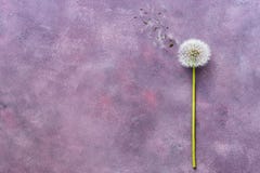 Diente de león plano de la endecha en un fondo púrpura abstracto Minimalismo de la flor imagen de archivo Diente de león plano de la endecha en un fondo púrpura abstracto Minimalismo de la flor imagen de archivo