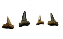 Dientes del tibur?n de tigre foto de archivo Dientes del tibur?n de tigre foto de archivo