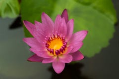 Dieses schöne waterlily oder Lotosblume wird durch die reichen Farben der tiefen Oberfläche des blauen Wassers beglückwünscht lizenzfreies stockfoto Dieses schöne waterlily oder Lotosblume wird durch die reichen Farben der tiefen Oberfläche des blauen Wassers beglückwünscht lizenzfreies stockfoto