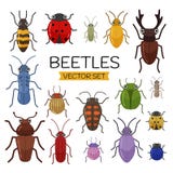Different beetles on an isolated background. royalty free illustration Different beetles on an isolated background. royalty free illustration