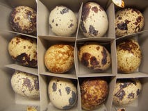 12 eggs of quail birds in a carton stock images 12 eggs of quail birds in a carton stock images