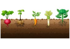 What vegetables grow underground?