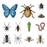 Different kinds of insects cartoon icons in set collection for design. Insect arthropod vector symbol stock web Stock Photography Different kinds of insects cartoon icons in set collection for design. Insect arthropod vector symbol stock web Stock Photography