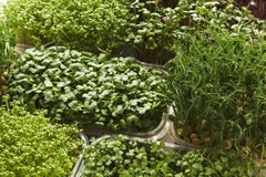 Different kinds of micro greens. Assortment of micro greens. Growing kale, alfalfa, sunflower, arugula, mustard sprouts. Healthy lifestyle, stay young and modern Stock Photo