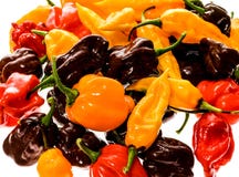 Different variety of hot peppers or chilies, isolated on white. royalty free stock photography Different variety of hot peppers or chilies, isolated on white. royalty free stock photography