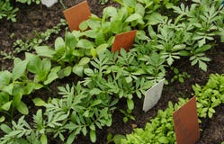 Different vegetable seedlings with marking labels