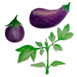 Différentes aubergines Peinture tirée par la main d'aquarelle sur le fond blanc Illustration d'aquarelle pour votre conception illustration libre de droits Différentes aubergines Peinture tirée par la main d'aquarelle sur le fond blanc Illustration d'aquarelle pour votre conception illustration libre de droits