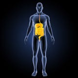 Digestive system with body anterior view Royalty Free Stock Photo Digestive system with body anterior view Royalty Free Stock Photo