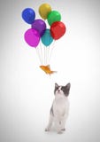 Cat watching fish floating tied to balloons
