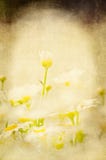 Digital Textured Illustration of a Macro Photograph of Argyranthemum Alessia Flowers. Graphic Design Background royalty free stock images Digital Textured Illustration of a Macro Photograph of Argyranthemum Alessia Flowers. Graphic Design Background royalty free stock images