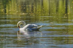 A dignified swan is swimming on a pond royalty free stock photo A dignified swan is swimming on a pond royalty free stock photo