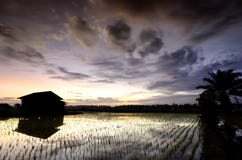 Dilapidated wooden house in the middle of paddy field over beautiful sunrise background. stock photos Dilapidated wooden house in the middle of paddy field over beautiful sunrise background. stock photos