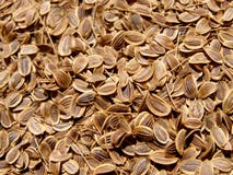 Dill Texture Dill Texture