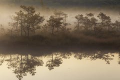 dimmig morgonswamp arkivbild dimmig morgonswamp arkivbild