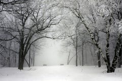 dimmig parkvinter royaltyfria bilder dimmig parkvinter royaltyfria bilder