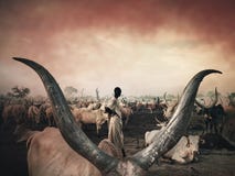 `Dinka`Mundari Tribe, Cow, South Sudan, October 2021 Royalty Free Stock Photo