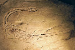 Dinosaur fossil royalty free stock photography Dinosaur fossil royalty free stock photography