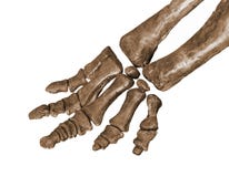 Dinosaur fossil foot bones isolated