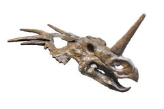 Dinosaur fossil head isolated.