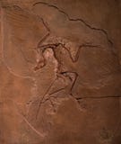 Dinosaur fossils of Archaeopteryx in rock Royalty Free Stock Image Dinosaur fossils of Archaeopteryx in rock Royalty Free Stock Image
