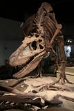 Dinosaurierskelett Dinosaurierskelett