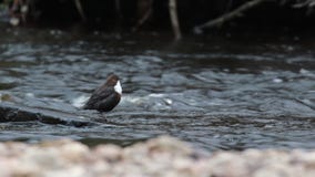 Dipper, Cinclus, βύθιση, που στον ποταμό lossie στο elgin, moray, Σκωτία το Μάρτιο απόθεμα βίντεο Dipper, Cinclus, βύθιση, που στον ποταμό lossie στο elgin, moray, Σκωτία το Μάρτιο απόθεμα βίντεο