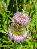 Dipsacum Teasel kwiat w Coriano, Emilia Romagna wieś, Włochy zdjęcia royalty free Dipsacum Teasel kwiat w Coriano, Emilia Romagna wieś, Włochy zdjęcia royalty free