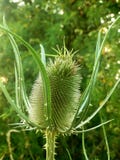 Dipsacusfullonum för lös kardtistel, art av blomningväxten arkivbilder Dipsacusfullonum för lös kardtistel, art av blomningväxten arkivbilder