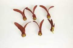 Dipterocarpus-intricatus rote Blumen auf altem Holz lizenzfreies stockbild Dipterocarpus-intricatus rote Blumen auf altem Holz lizenzfreies stockbild