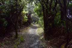 Path through a lush tropical rain forest stock photography Path through a lush tropical rain forest stock photography