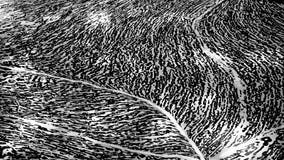 dirty water fotografia royalty free dirty water fotografia royalty free