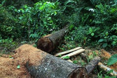 Disboscamento: due grandi tronchi di un albero e di una segatura con la giungla, foresta tropicale nel backround immagine stock Disboscamento: due grandi tronchi di un albero e di una segatura con la giungla, foresta tropicale nel backround immagine stock
