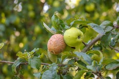 Diseases of apples, monilia stock photos Diseases of apples, monilia stock photos