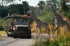 Disney World Kilimanjaro Safari Animal Kindom Stock Image Disney World Kilimanjaro Safari Animal Kindom Stock Image