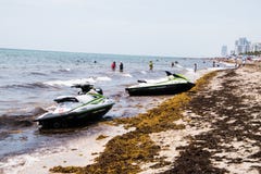 Dit is een mening van deze invasie van het jarenzeewier van het strand van Florida ` s stock afbeelding Dit is een mening van deze invasie van het jarenzeewier van het strand van Florida ` s stock afbeelding