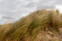 Diuny Egmond aan Zee holandie zdjęcie royalty free Diuny Egmond aan Zee holandie zdjęcie royalty free