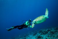 Diver and green sea turtle in Derawan, Kalimantan, Indonesia underwater photo Stock Images Diver and green sea turtle in Derawan, Kalimantan, Indonesia underwater photo Stock Images