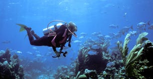 Divers Viewpoint