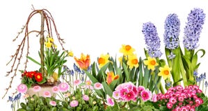 Diversas flores de la primavera imagen de archivo libre de regalías Diversas flores de la primavera imagen de archivo libre de regalías