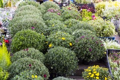 Diversas flores del jardín en venta de los potes imágenes de archivo libres de regalías Diversas flores del jardín en venta de los potes imágenes de archivo libres de regalías