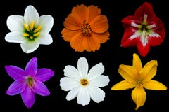 Diverse witte kosmos en regen de lelie, de roze regenlelie, de oranje kosmos, de rode hippeastrumamaryllis en de gele daglelie bl royalty-vrije stock afbeeldingen Diverse witte kosmos en regen de lelie, de roze regenlelie, de oranje kosmos, de rode hippeastrumamaryllis en de gele daglelie bl royalty-vrije stock afbeeldingen