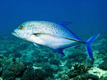 Diving: Bluefin Trevally Royalty Free Stock Image Diving: Bluefin Trevally Royalty Free Stock Image